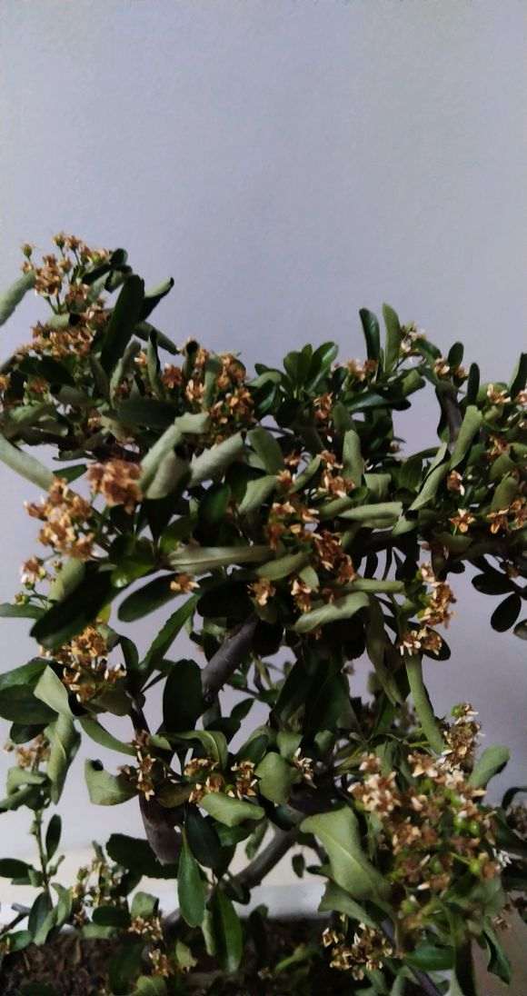 火棘下山桩换盆后叶子都打卷了 怎么办