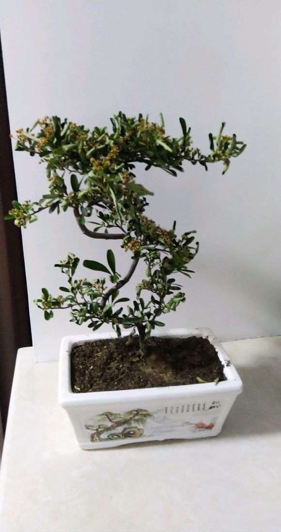 火棘下山桩换盆后叶子都打卷了 怎么办