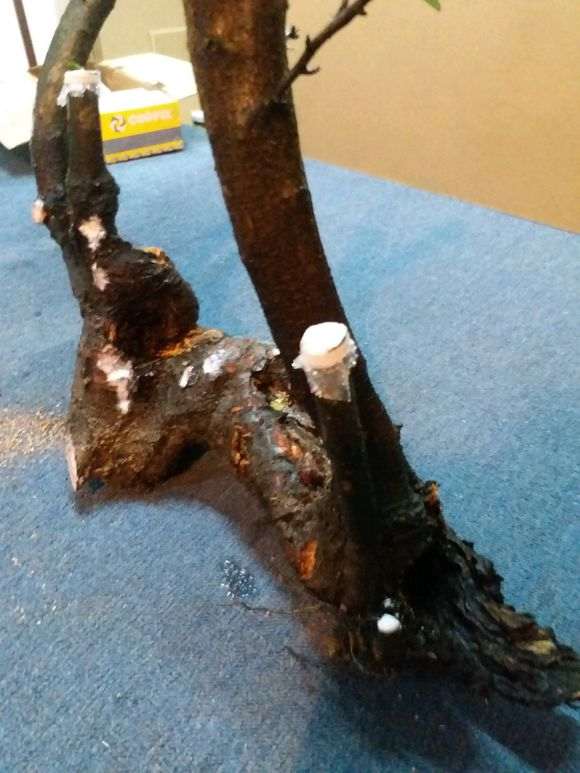 火棘下山桩怎么繁殖的方法 图片