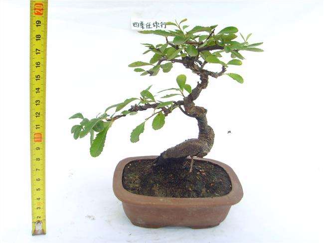 火棘下山桩怎么繁殖的方法 图片