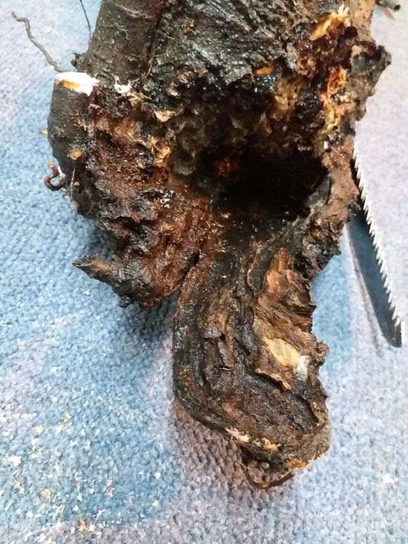 火棘下山桩怎么繁殖的方法 图片