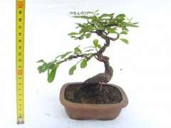 火棘下山桩怎么繁殖的方法 图片