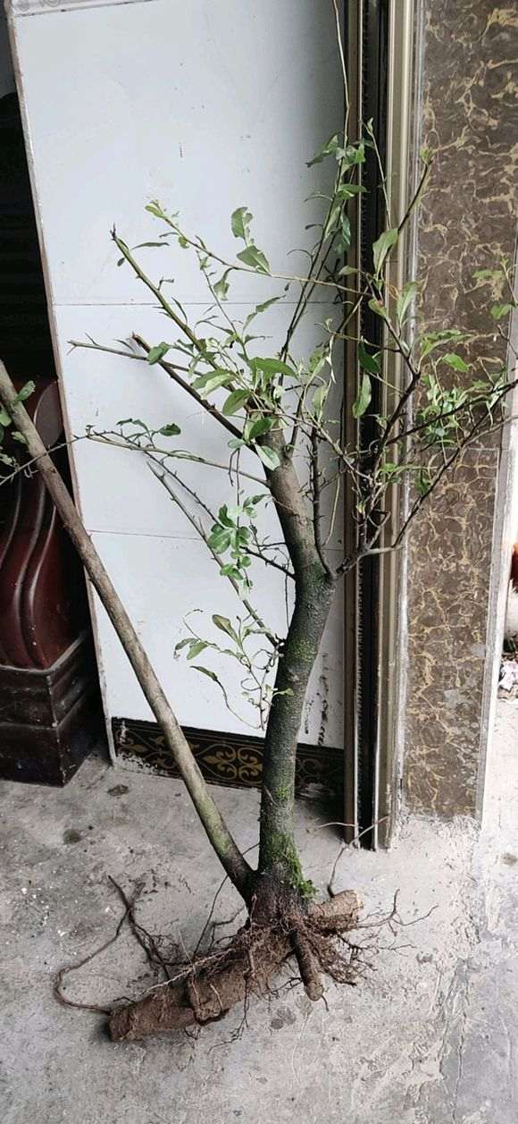 今天 挖了两颗火棘下山桩 怎么样 图片