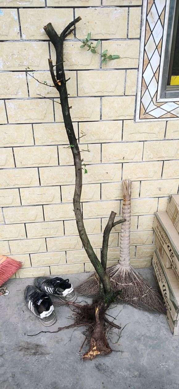 今天 挖了两颗火棘下山桩 怎么样 图片