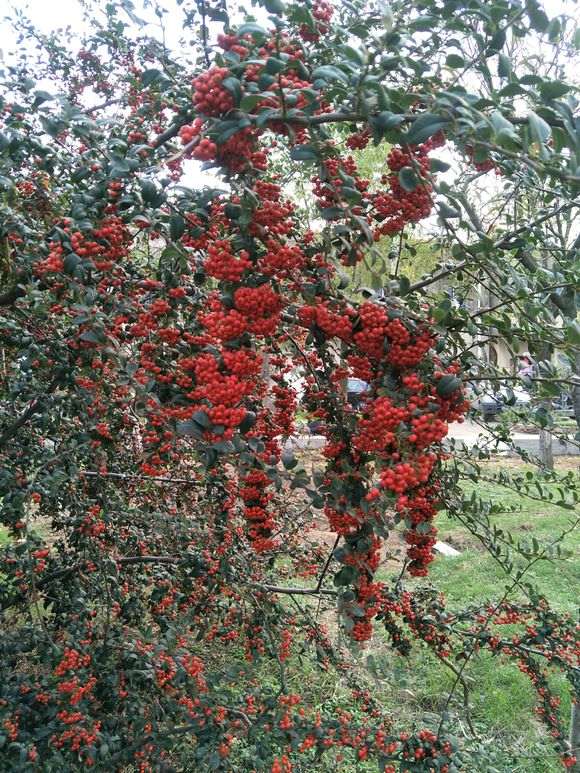 火棘下山桩 太大挖不动 怎么办 图片