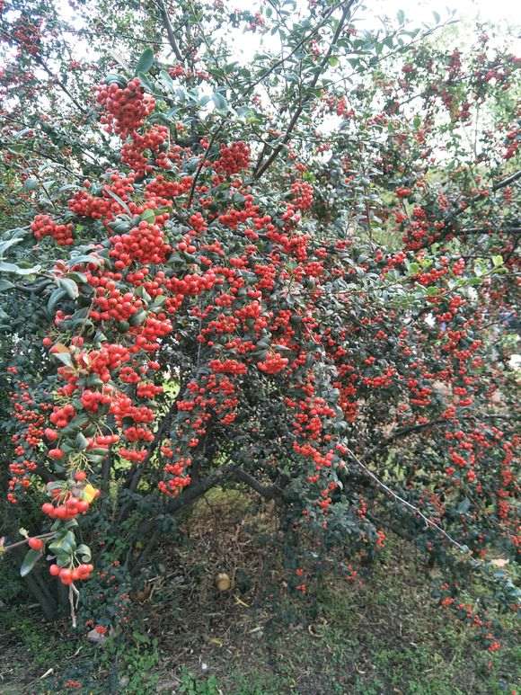 火棘下山桩 太大挖不动 怎么办 图片