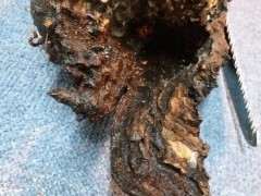 为什么火棘下山桩容易失枝 图片