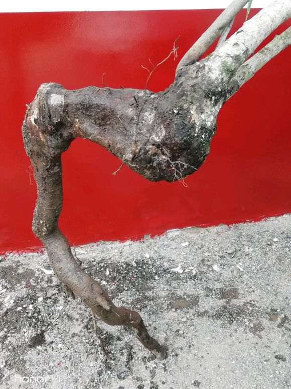 火棘下山桩很乱 怎么杀了 图片