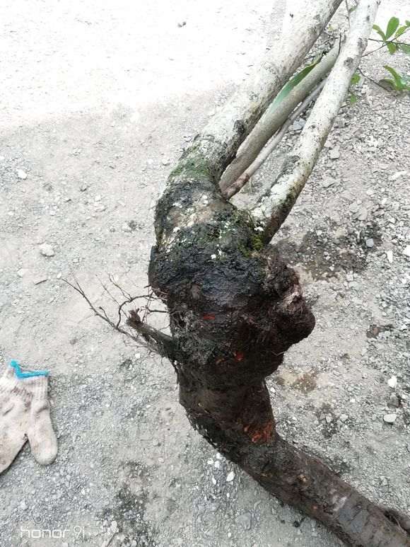 火棘下山桩很乱 怎么杀了 图片