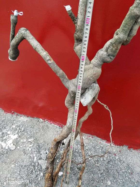 火棘下山桩很乱 怎么杀了 图片