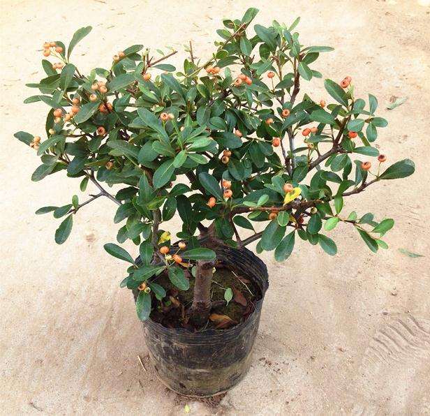 火棘下山桩树叶干黄了 怎么办 图片