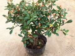 火棘下山桩树叶干黄了 怎么办 图片