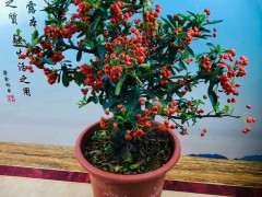 火棘下山桩修剪攀扎的前后 可以吗 图片