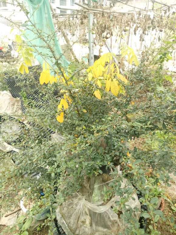 为什么黄果火棘下山桩现在没人发了