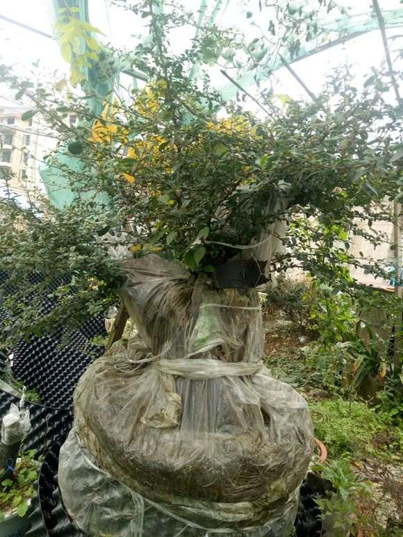 为什么黄果火棘下山桩现在没人发了