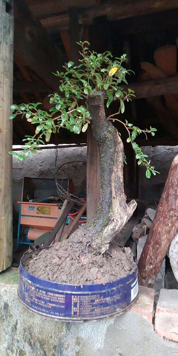 一脱盆火棘下山桩 土掉光 怎么办