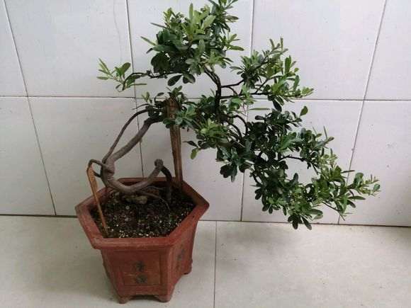 为什么火棘下山桩把顶枝去掉 会漂亮