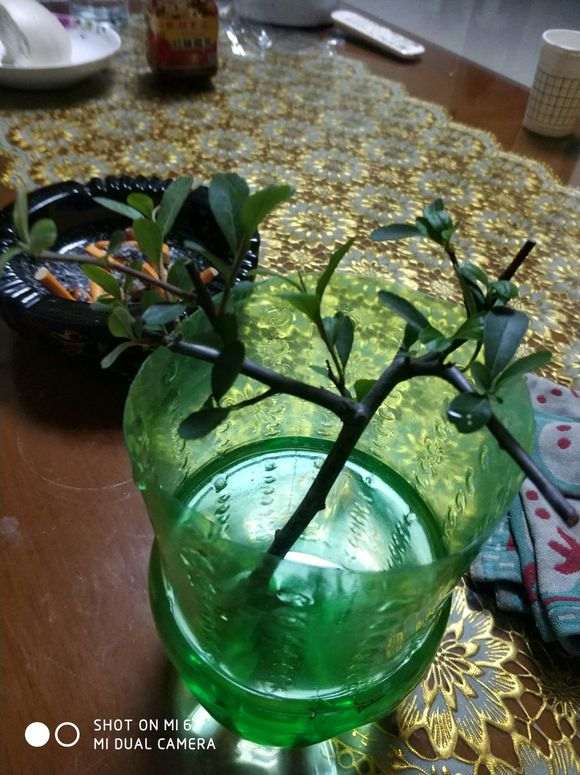 火棘下山桩怎么水培成功的方法 图片