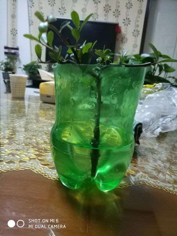 火棘下山桩怎么水培成功的方法 图片