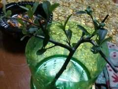 火棘下山桩怎么水培成功的方法 图片