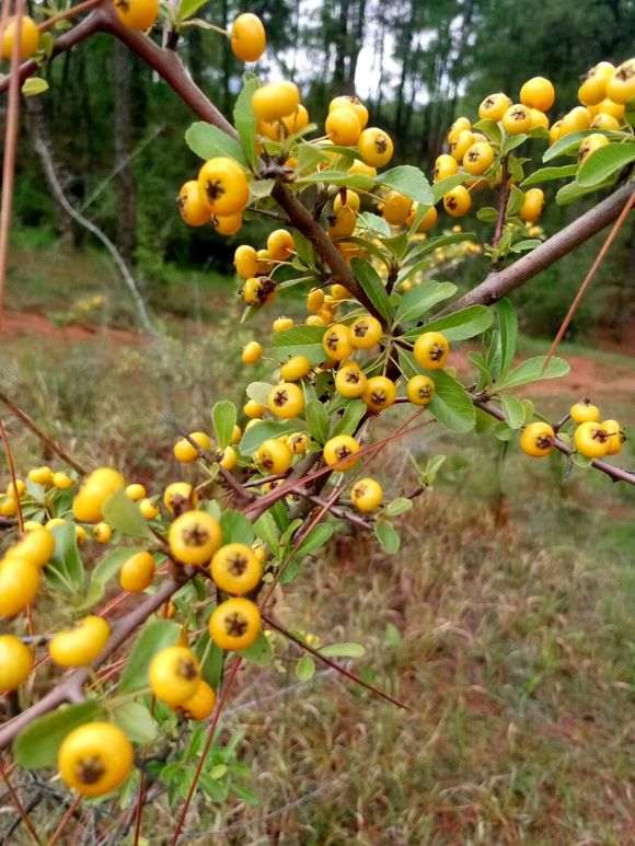 黄果火棘和细叶火棘下山桩是一种吗 图片