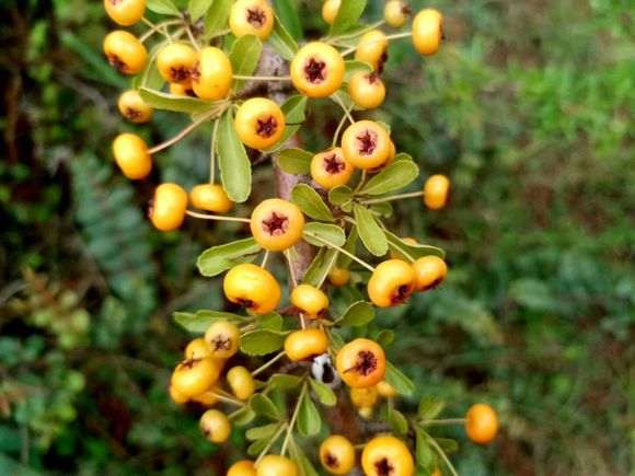 黄果火棘和细叶火棘下山桩是一种吗 图片