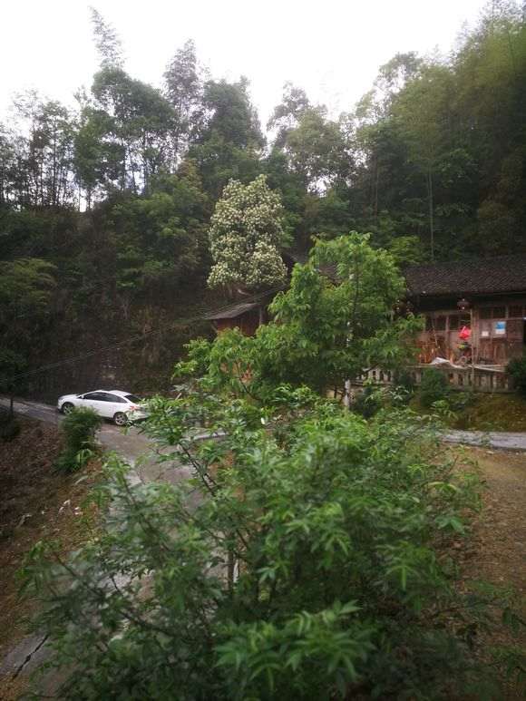 超级地景大火棘下山桩 怎么样 图片