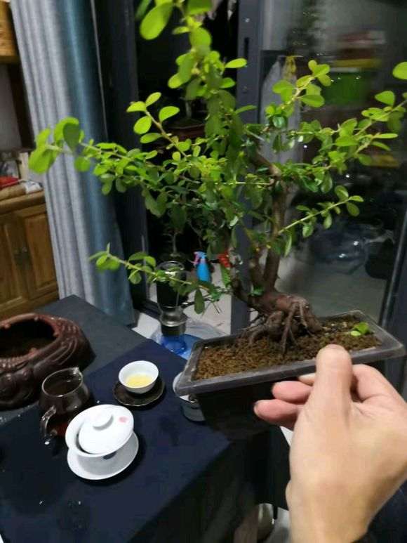 火棘下山桩怎么修剪定型的方法 图片