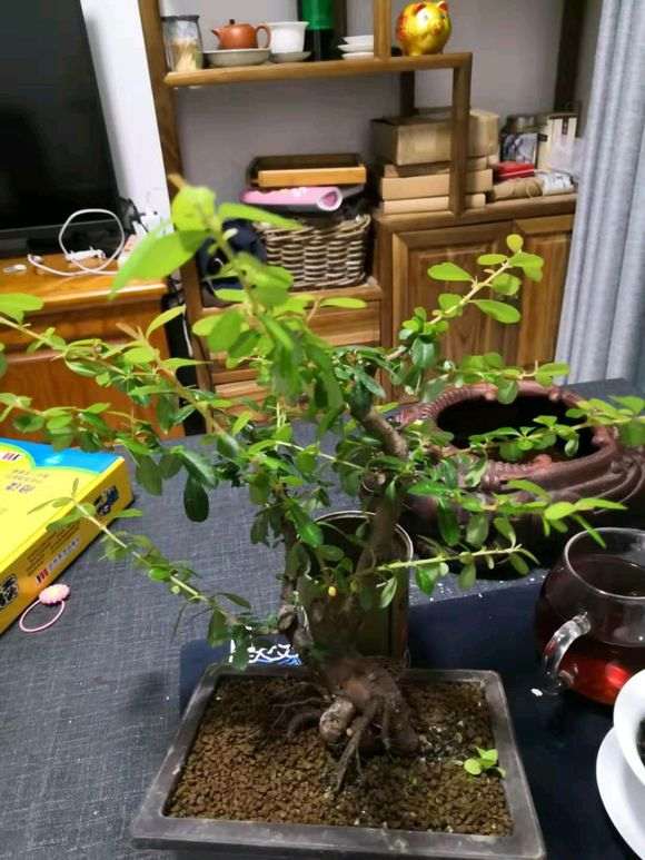 火棘下山桩怎么修剪定型的方法 图片