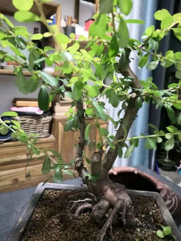 火棘下山桩怎么修剪定型的方法 图片