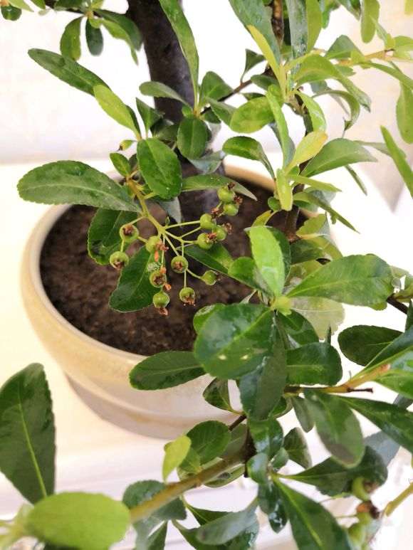 火棘下山桩枝上就发了2个芽 怎么办 图片