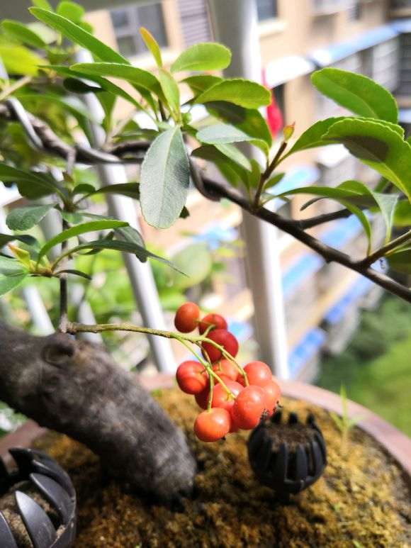 火棘下山桩枝上就发了2个芽 怎么办 图片