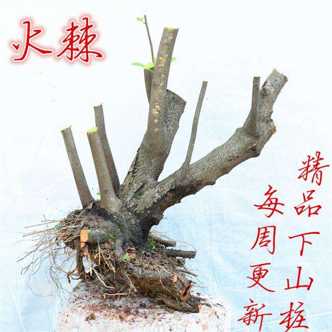 为什么火棘下山桩保持水份 容易发芽