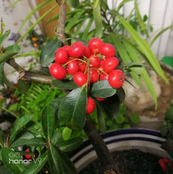 黄火棘下山桩多少钱买的 200贵吗 图片