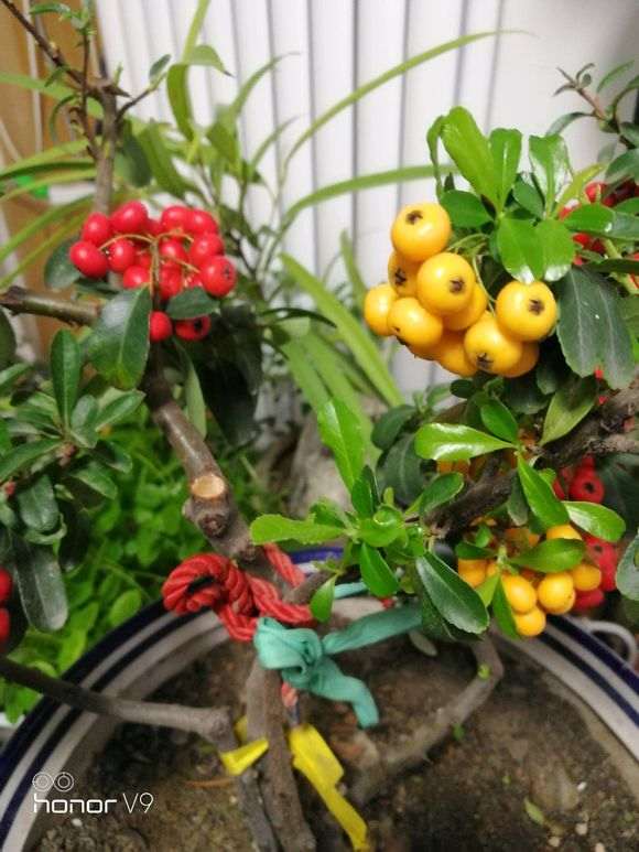 黄火棘下山桩多少钱买的 200贵吗 图片