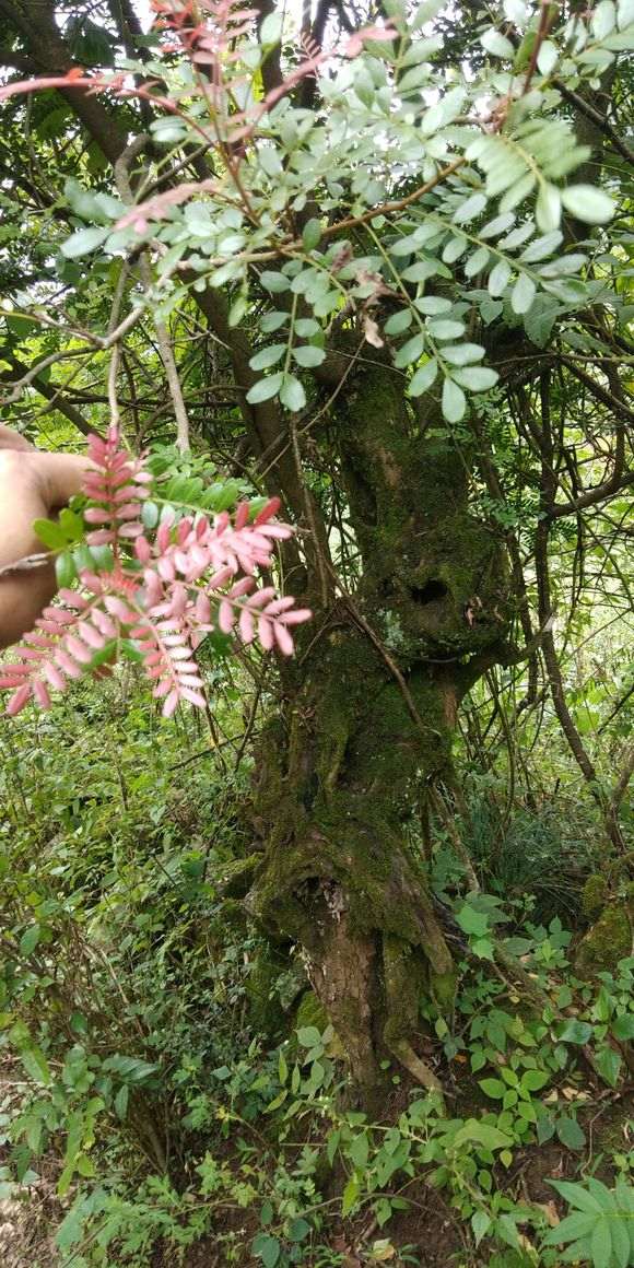 为什么云南满山遍野的火棘下山桩 图片