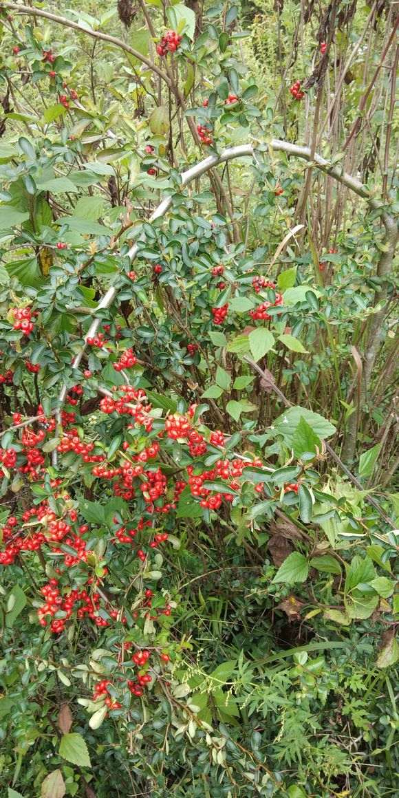 为什么云南满山遍野的火棘下山桩 图片