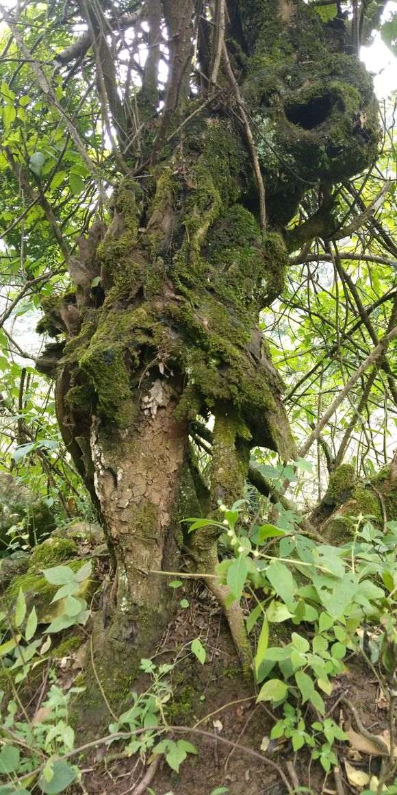 为什么云南满山遍野的火棘下山桩 图片