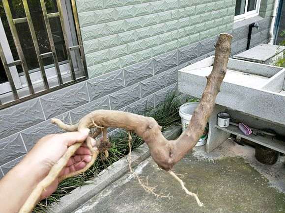 火棘下山桩蛀虫 应该用什么药杀除