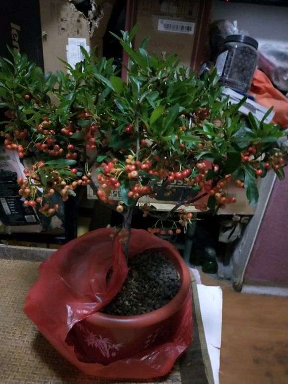 北方天津冬天零下10度怎么养火棘下山桩