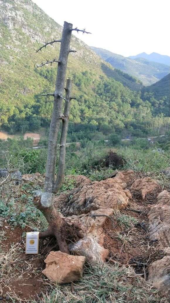 第一次上山挖火棘下山桩 看看 怎么样