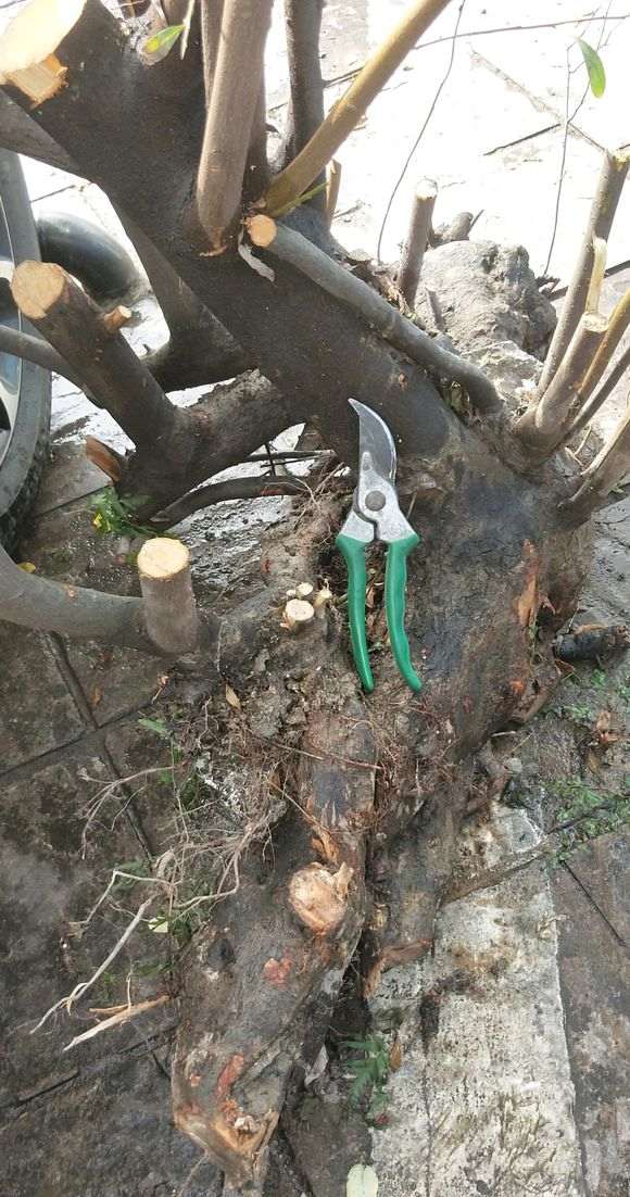 挖了棵火棘下山桩 求设计图