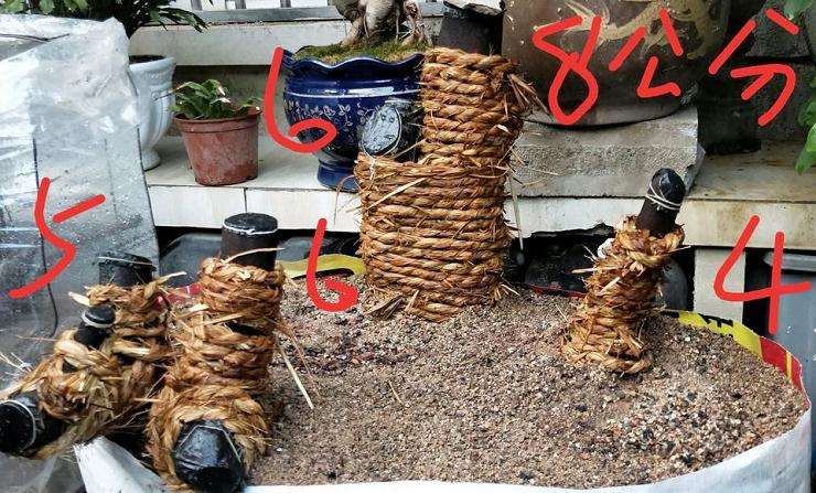 挖了棵火棘下山桩 求设计图