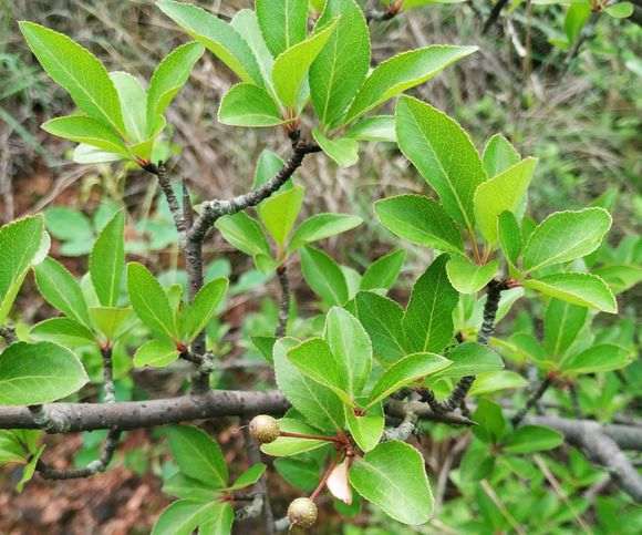 海棠怎么和火棘下山桩叶差不多 图片
