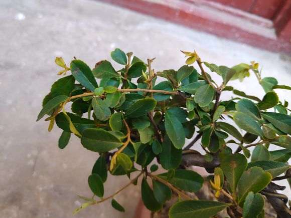 为什么火棘下山桩老叶要摘掉 图片