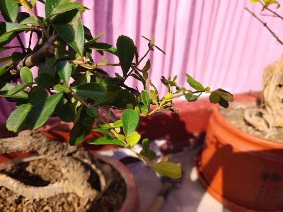 为什么火棘下山桩老叶要摘掉 图片