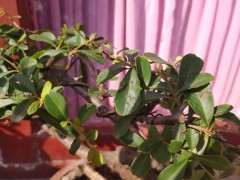 为什么火棘下山桩老叶要摘掉 图片