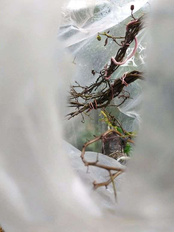 3月份 火棘下山桩怎么换盆的方法