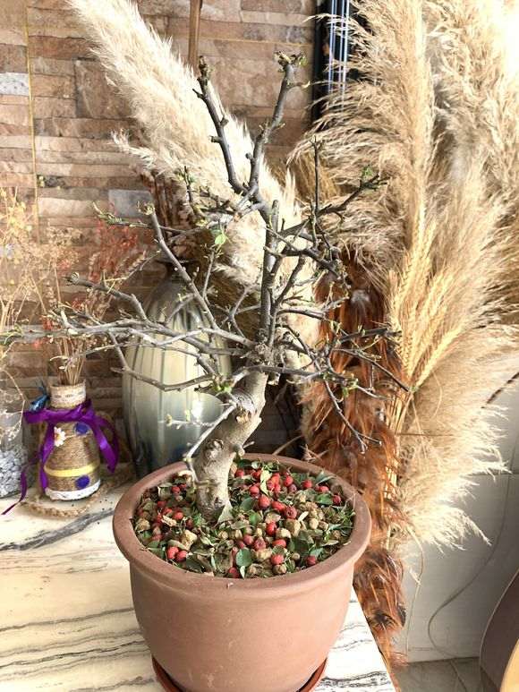 火棘下山桩上盆后 叶子枯萎 怎么办 图片