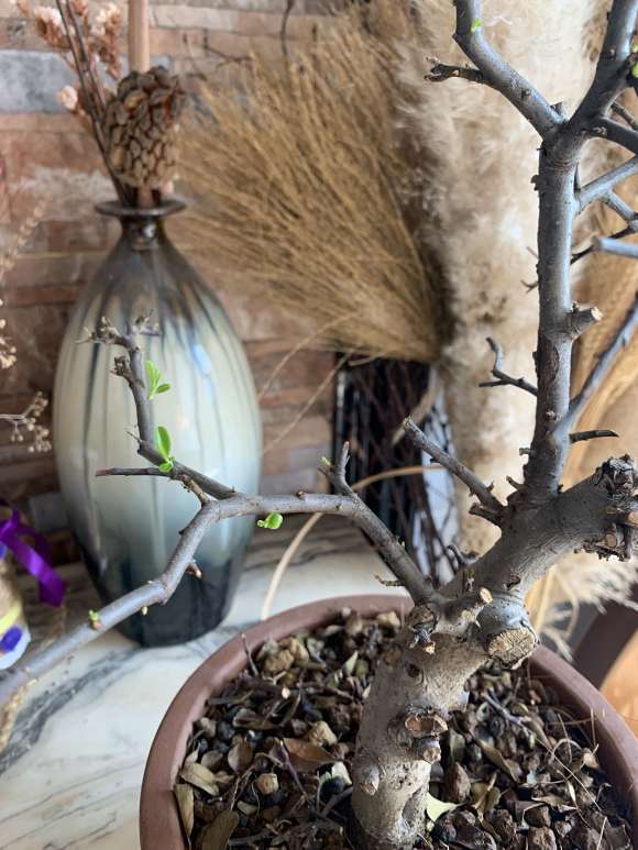 火棘下山桩上盆后 叶子枯萎 怎么办 图片